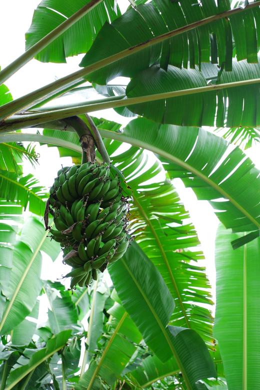 【佳丽拇指小香蕉】口感细腻丝滑 味道浓郁-CC  商品图5