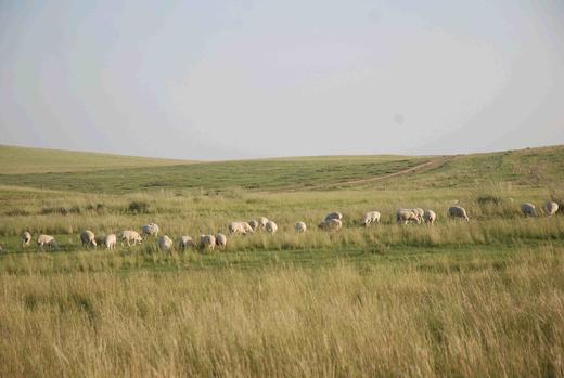 知牧有机羔羊肉 （包邮，代发） 商品图6