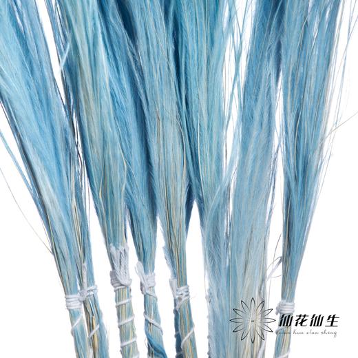荷兰花材 | 针茅浅蓝色 Pastel Blue 商品图3