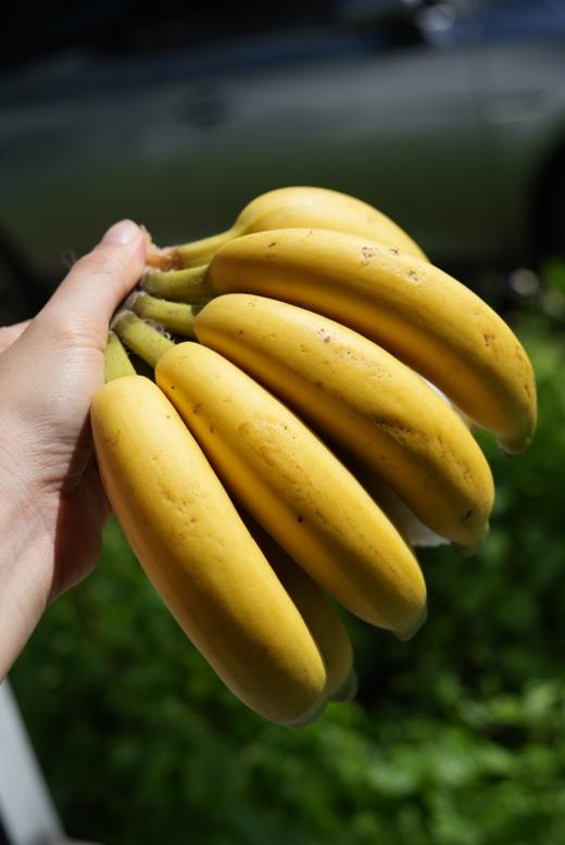 【佳丽拇指小香蕉】口感细腻丝滑 味道浓郁-CC  商品图0