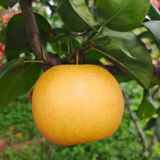 有机秋月梨  多规格 商品图4