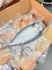 鲅鱼干 单条8-9两 商品缩略图2