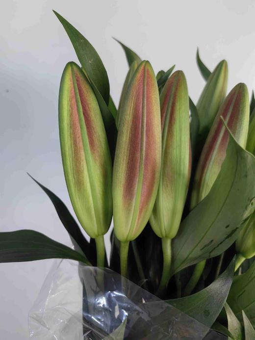 帕拉佐2头百合10支（20朵） 商品图2