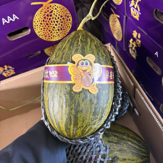 山东斗牛蜜瓜一个 商品图0