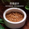 SuperRep 爬宠食盆 爬虫蜥蜴守宫鬃狮 面包虫大麦虫防逃逸陶瓷盆-分销 商品缩略图2