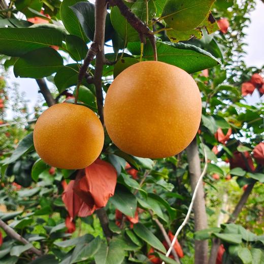 有机秋月梨  多规格 商品图2