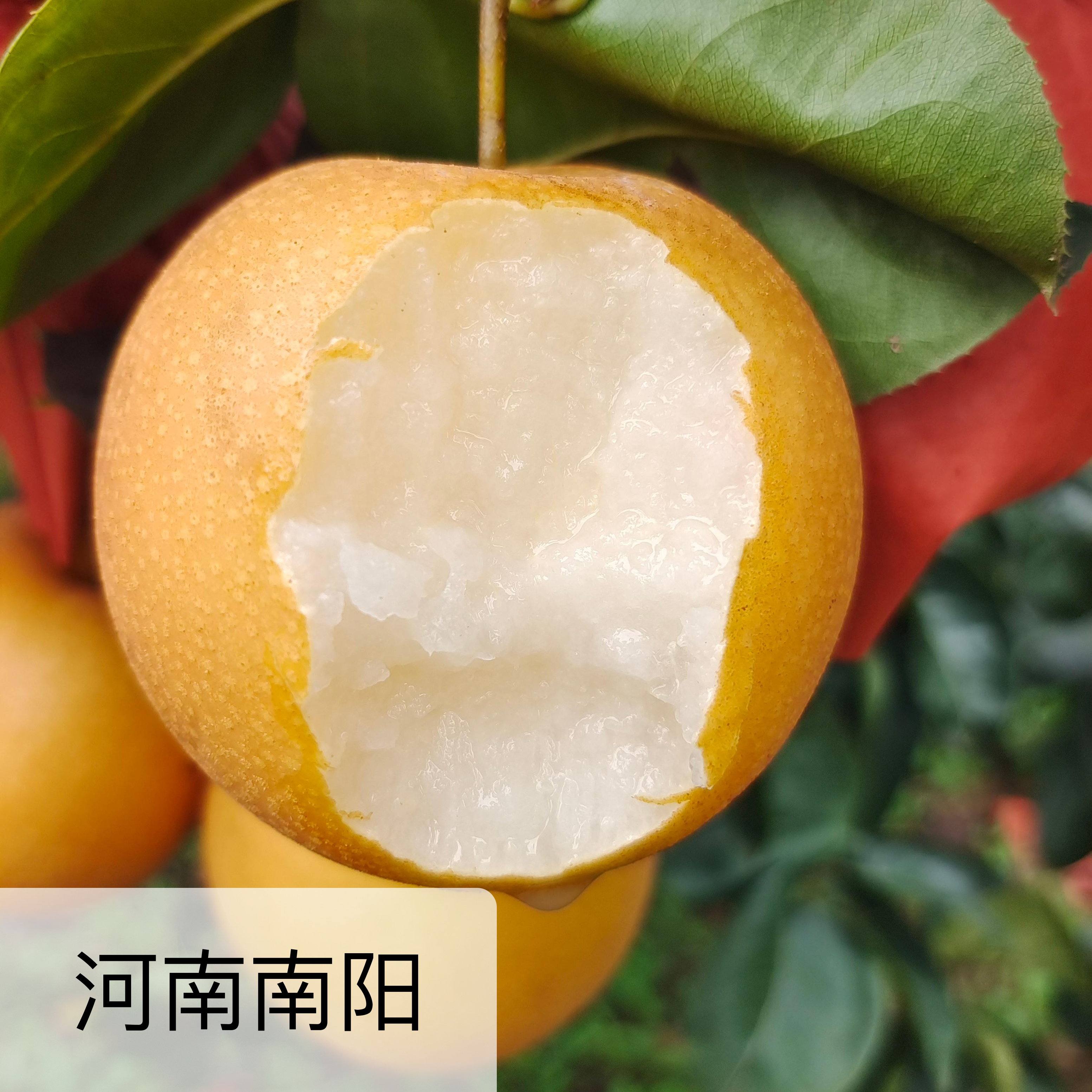 有机秋月梨  多规格