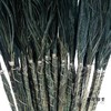 荷兰花材 | 针茅墨黑色 商品缩略图1