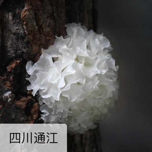 有机雪耳/银耳 35g罐装 商品图0