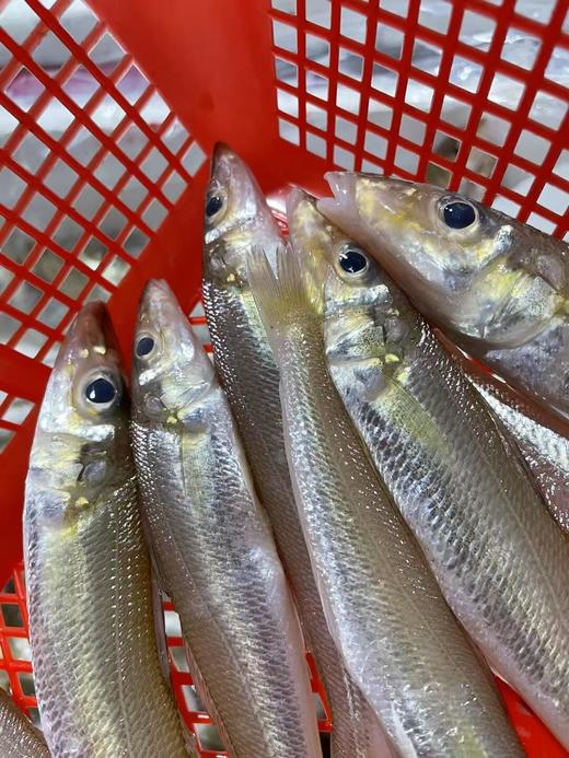 &  只在干净的沙层海域生活的金沙梭，也叫梭子鱼，沙尖鱼~🐠煮酱油水、椒盐，香煎煮汤最鲜甜😋活冻 商品图1