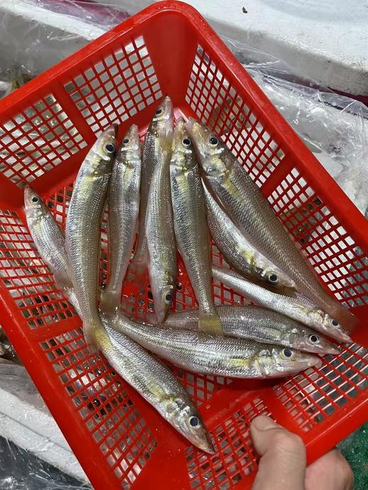 &  只在干净的沙层海域生活的金沙梭，也叫梭子鱼，沙尖鱼~🐠煮酱油水、椒盐，香煎煮汤最鲜甜😋活冻 商品图2