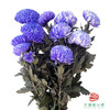 市场牡丹菊-薰衣草紫 商品缩略图0
