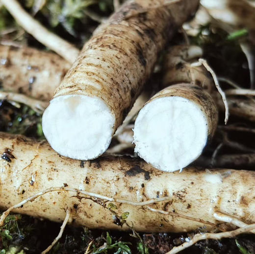 有机吉林长白山鲜人参（4-5年生）品质之选，您值得拥有！ 商品图1