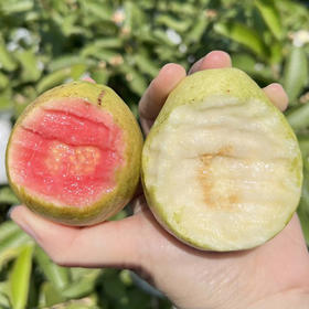 树上熟 奶油芭乐，草莓芭乐，果味浓郁，绵软香甜，一款健康好吃的低热量水果