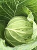 【助农】新鲜包菜//酵素零污染村庄东沁阳种植 商品缩略图5