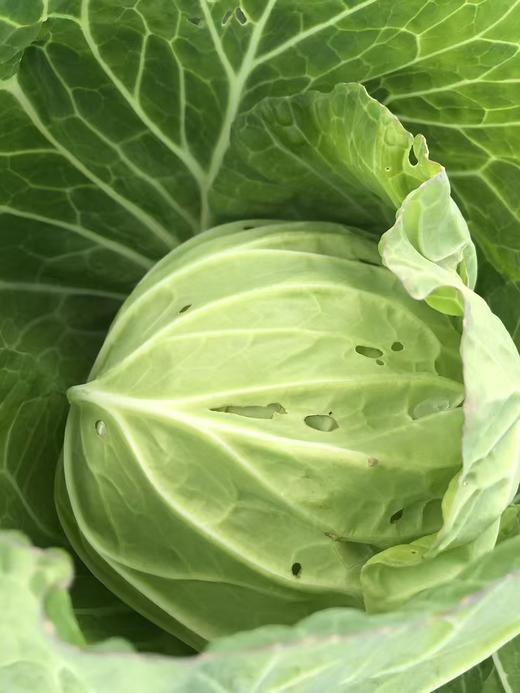 【助农】新鲜包菜//酵素零污染村庄东沁阳种植 商品图5