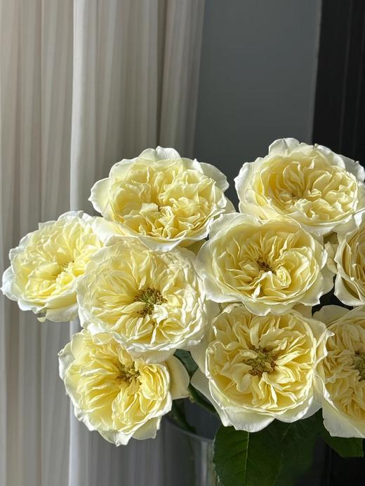 国产精品单头玫瑰花窒息10支 商品图4