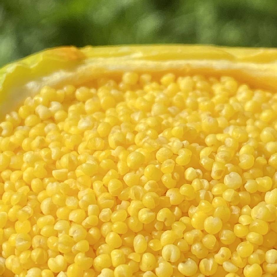 内蒙敖汉有机小米