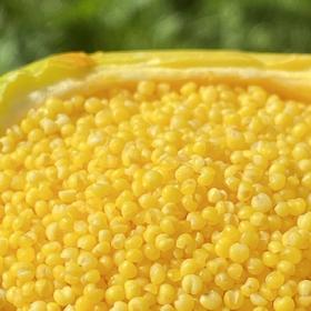 内蒙敖汉有机小米