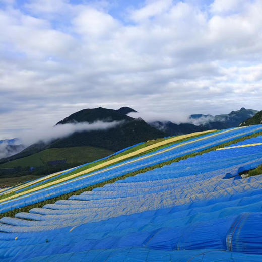 有机吉林长白山鲜人参（4-5年生）品质之选，您值得拥有！ 商品图6