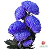 市场牡丹菊-薰衣草紫 商品缩略图1