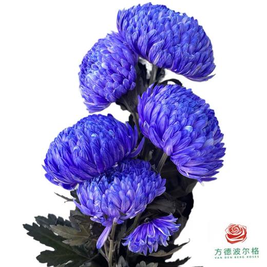 市场牡丹菊-薰衣草紫 商品图1