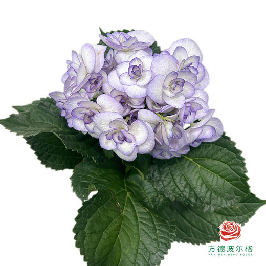 市场绣球 云光 商品图0