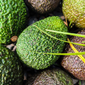 【孟连牛油果】肉质细密绵软，入口即化，醇香味浓