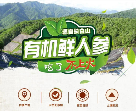 有机吉林长白山鲜人参（4-5年生）品质之选，您值得拥有！ 商品图8