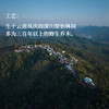 守艺 · 云野 野生古树滇红50克 红茶 问山严选 商品缩略图4