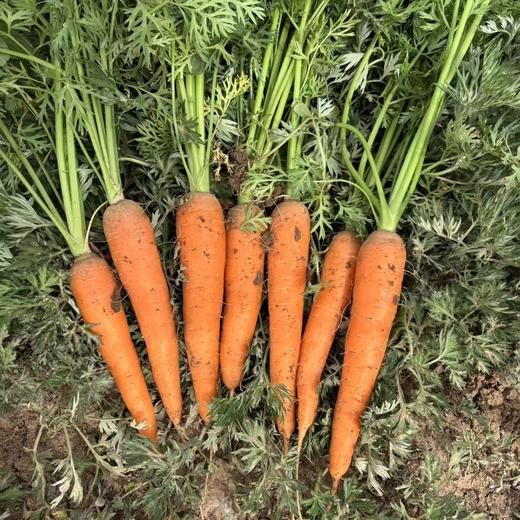 健源蔬菜组合 小叶乌塌菜、包菜、大白菜、青萝卜、上海青、小黄姜（嫩）、甜菜根、冬瓜、芥菜疙瘩、黑白菜 、胡萝卜、饺子菜、沙拉菜露天酵素种植蔬菜任意组合【京东快递】 商品图4