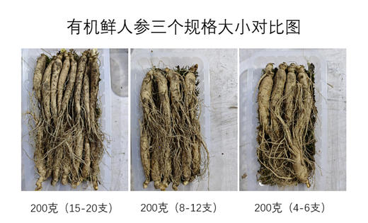 有机吉林长白山鲜人参（4-5年生）品质之选，您值得拥有！ 商品图7