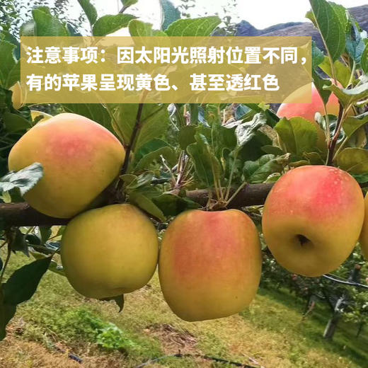 生态小金青苹果| 合作生产 * Ecological Green Apple | Coproduction 商品图1