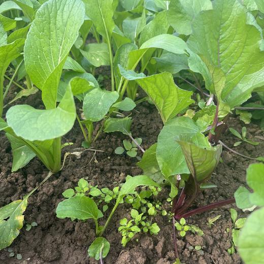 健源蔬菜组合 小叶乌塌菜、包菜、大白菜、青萝卜、上海青、小黄姜（嫩）、甜菜根、冬瓜、芥菜疙瘩、黑白菜 、胡萝卜、饺子菜、沙拉菜露天酵素种植蔬菜任意组合【京东快递】 商品图3