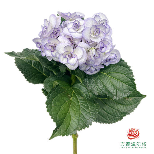 市场绣球 云光 商品图1