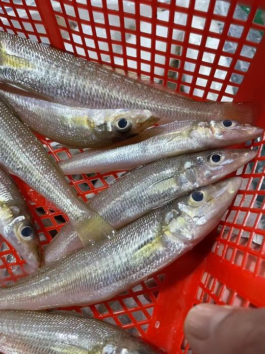 &  只在干净的沙层海域生活的金沙梭，也叫梭子鱼，沙尖鱼~🐠煮酱油水、椒盐，香煎煮汤最鲜甜😋活冻 商品图3