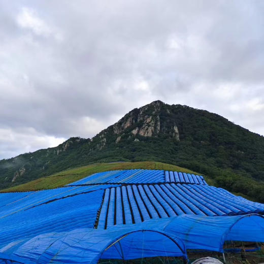 有机吉林长白山鲜人参（4-5年生）品质之选，您值得拥有！ 商品图5