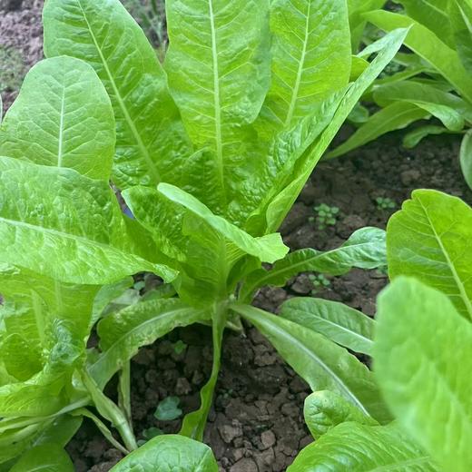 健源蔬菜组合 小叶乌塌菜、包菜、大白菜、青萝卜、上海青、小黄姜（嫩）、甜菜根、冬瓜、芥菜疙瘩、黑白菜 、胡萝卜、饺子菜、沙拉菜露天酵素种植蔬菜任意组合【京东快递】 商品图6