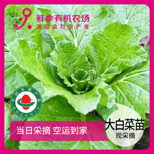 大白菜苗300g 商品图0