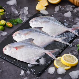 【发出后不支持拦截退货】至鲜 精选流网鲳鱼 380g*3