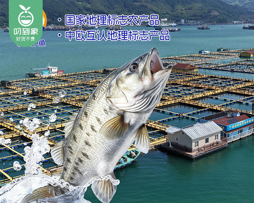 【预售-12月29日配送】闽威鲈鱼松/1罐（8小袋，共80g）生产日期：25年11月 商品图3