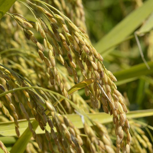 有机稻花香2号大米是外香型稻米，手搓后手会留有淡淡余香，如果是浓香，很有可能是添加了香精的大米 商品图6