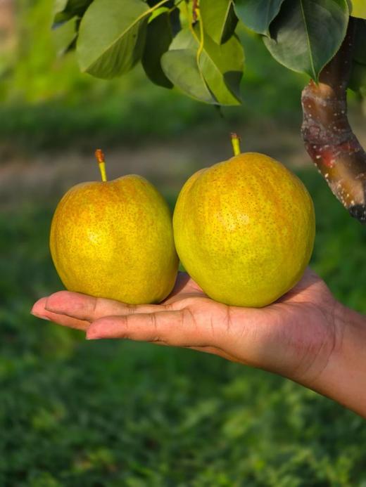 【阿克苏优选】新疆玉露香梨 商品图0