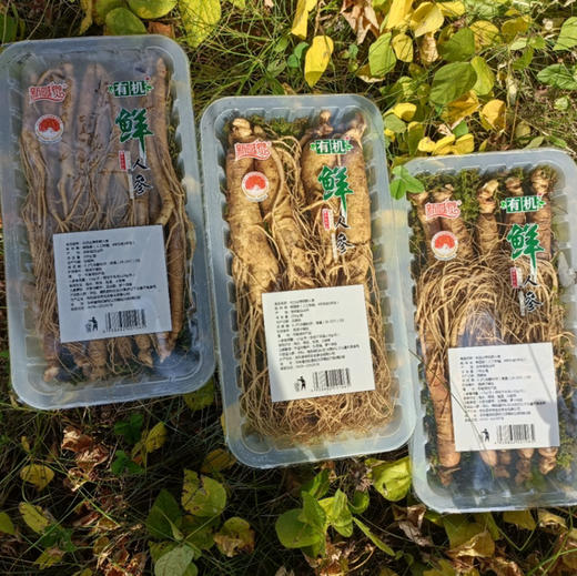 有机吉林长白山鲜人参（4-5年生）品质之选，您值得拥有！ 商品图4