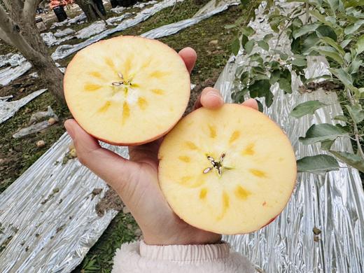 【阿克苏优选】阿克苏冰糖心苹果 商品图1
