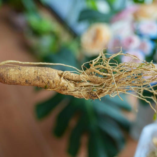 有机吉林长白山鲜人参（4-5年生）品质之选，您值得拥有！ 商品图2