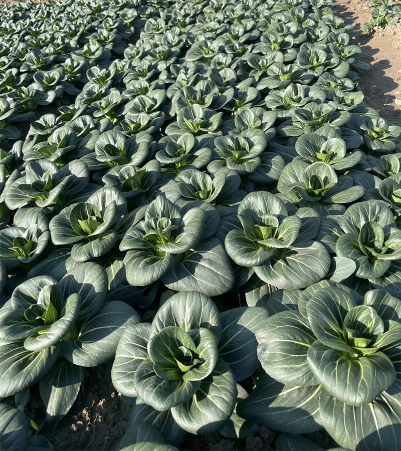 苏州青1.28元1斤，明天到