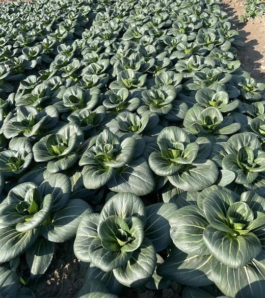 苏州青1.28元1斤，明天到 商品图0