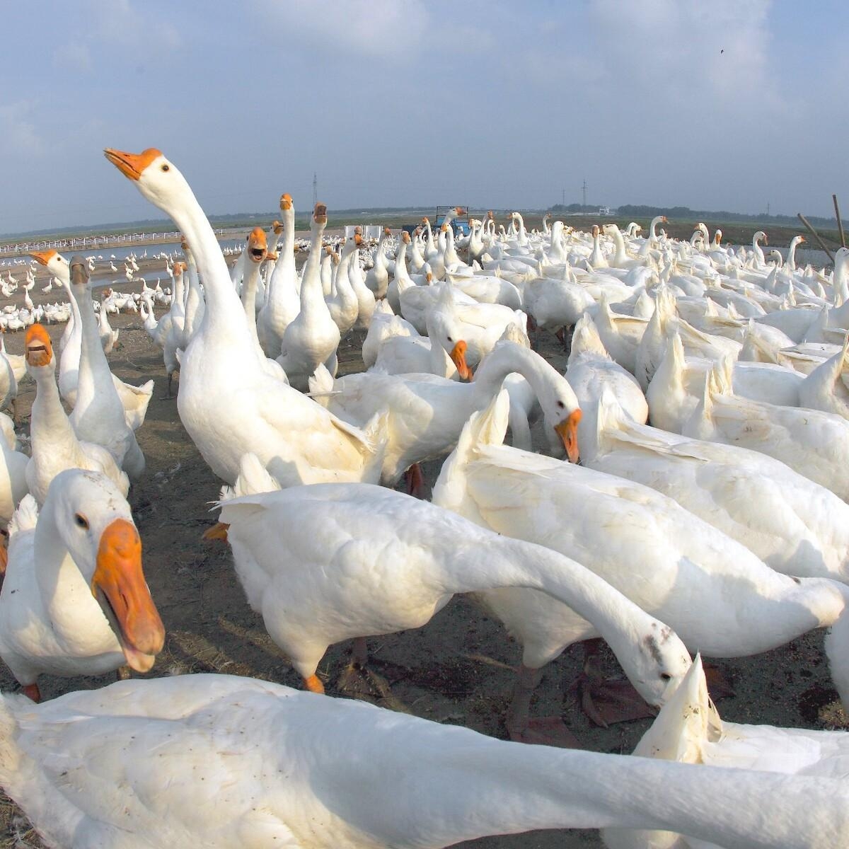 微山湖散养大鹅59元1只约5.8-6.5斤，净膛，明天到