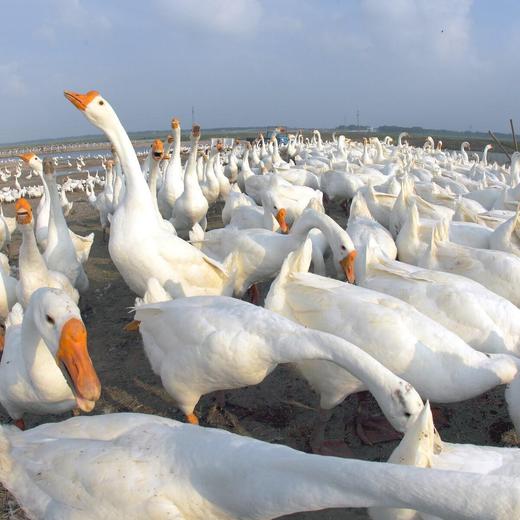 微山湖散养大鹅59元1只约5.8-6.5斤，净膛，明天到 商品图0